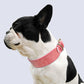 Wide Soft Padded Leather Dog Collar - 2B Above All