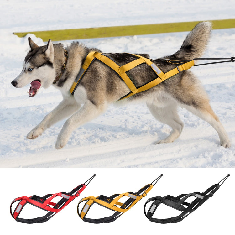 Dog Harness