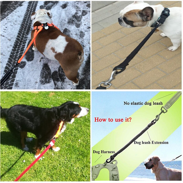 Truelove Buffer Bungee Dog Leash - 2B Above All