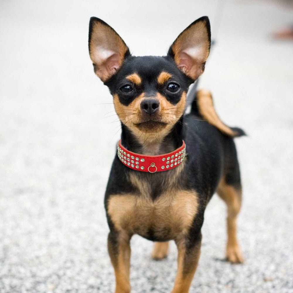 Rhinestone Leather Dog Collar - 2B Above All