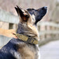 Military Tactical Dog Collar Elastic Bungee Leash - 2B Above All