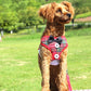 Elegant Bow Dog Harness - 2B Above All