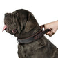 Genuine Leather Dog Collar - 2B Above All