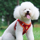 No Pull Pet Dog Harness and Leash Set - 2B Above All